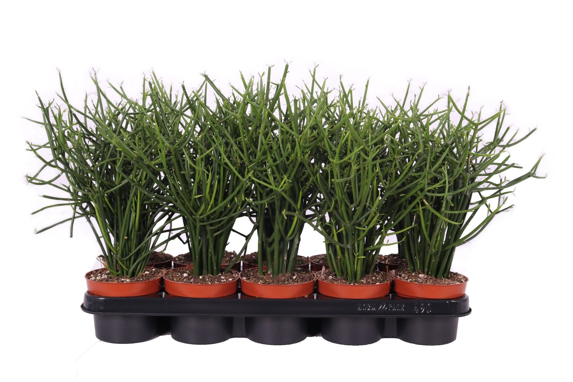 Euphorbia Tirucalli 12cm, D 12