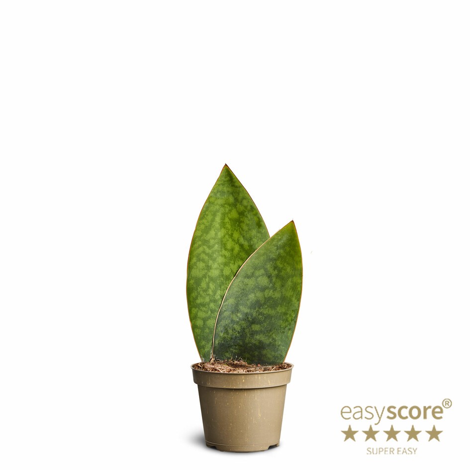 SANSEVIERIA HYBRID 'Masonian', D 6