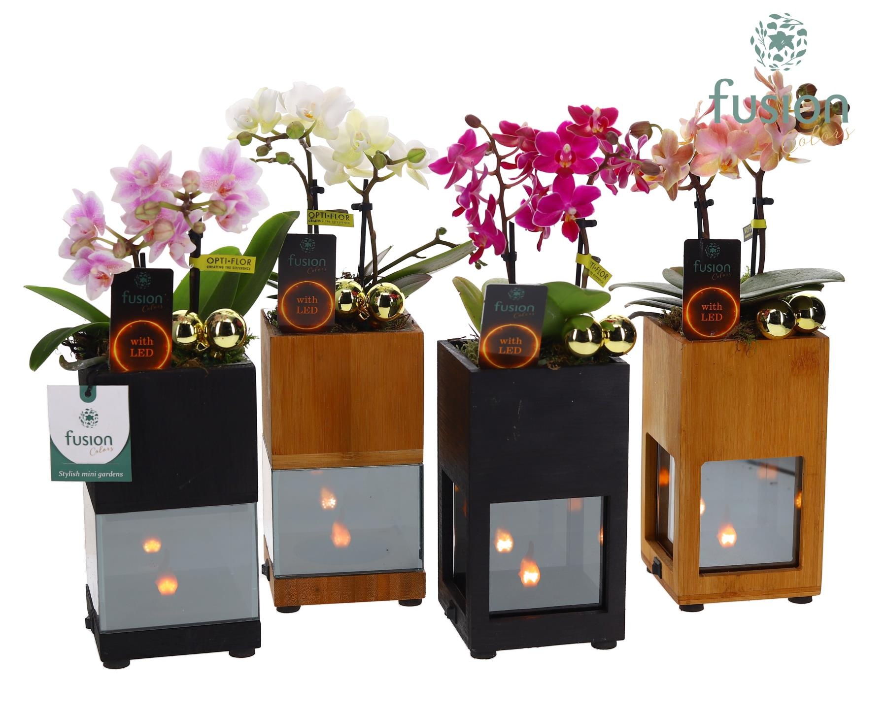 Houten LED planter met vlam met Phalaenopsis, D 10 cm