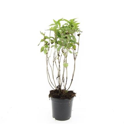 Diervilla lonicera 'Dilon', D 14 cm