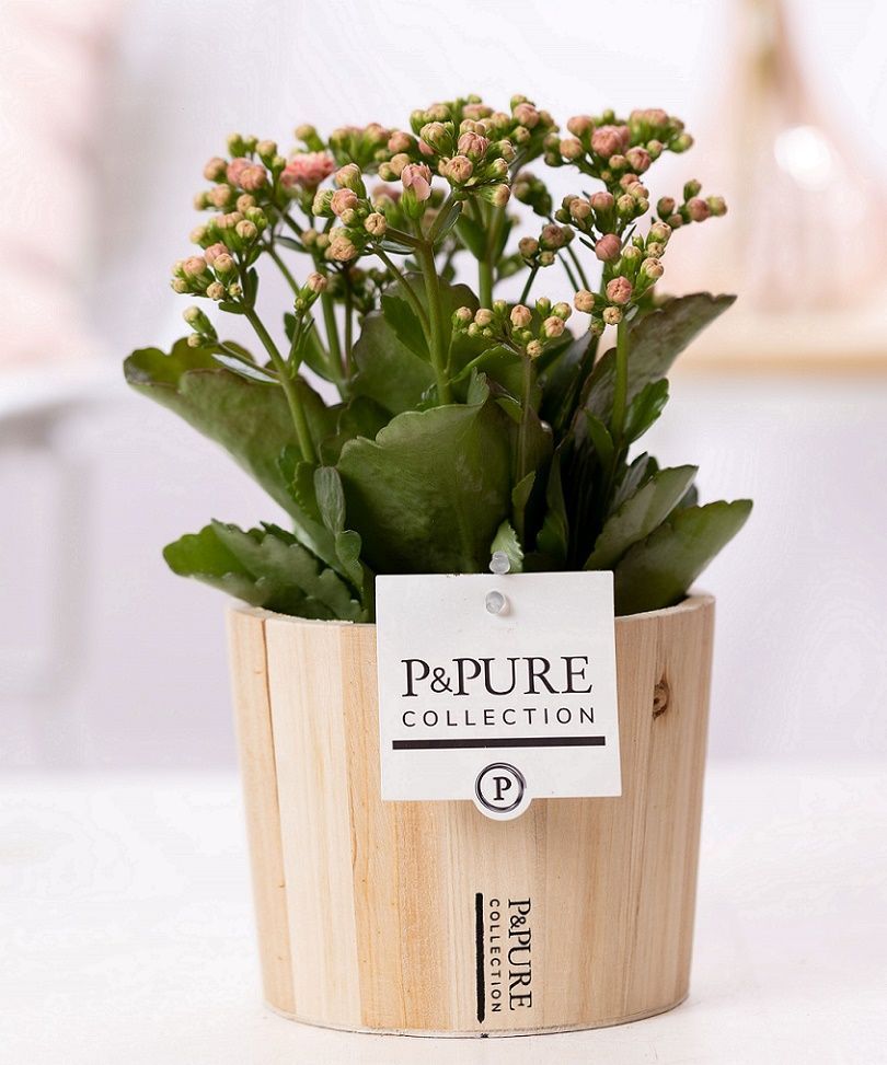 Kalanchoe pink in P&PURE Wood 5, D 12