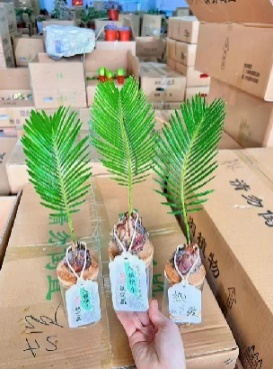 Саго цикас Премиум Лакшери Фенг Шуи Гидропоник Литтл Кйкад 12瓷盆 12 27