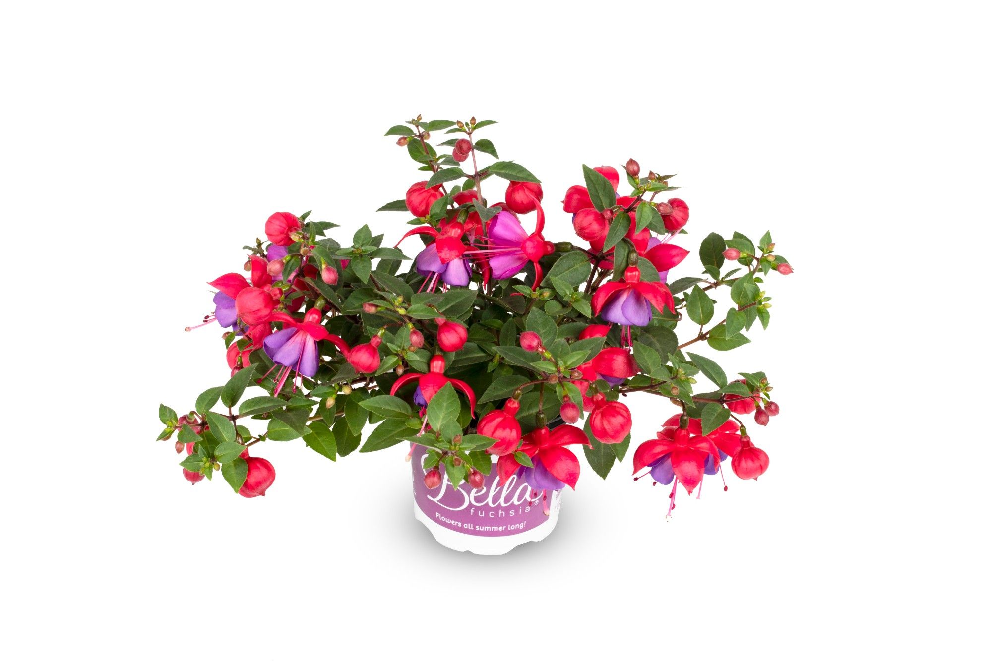 Bella Fuchsia Hangend Maria, D 10,5