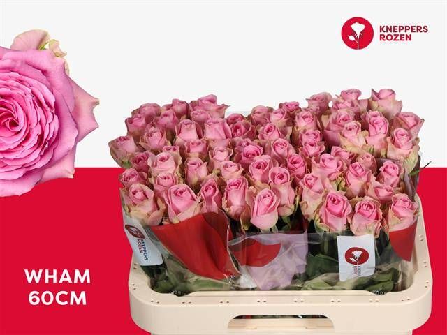 Роза од. Вом 60, шт.