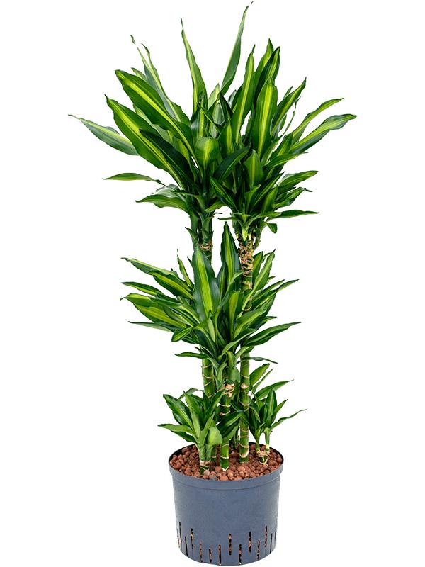 Dracaena fragrans 'Cintho, D 25