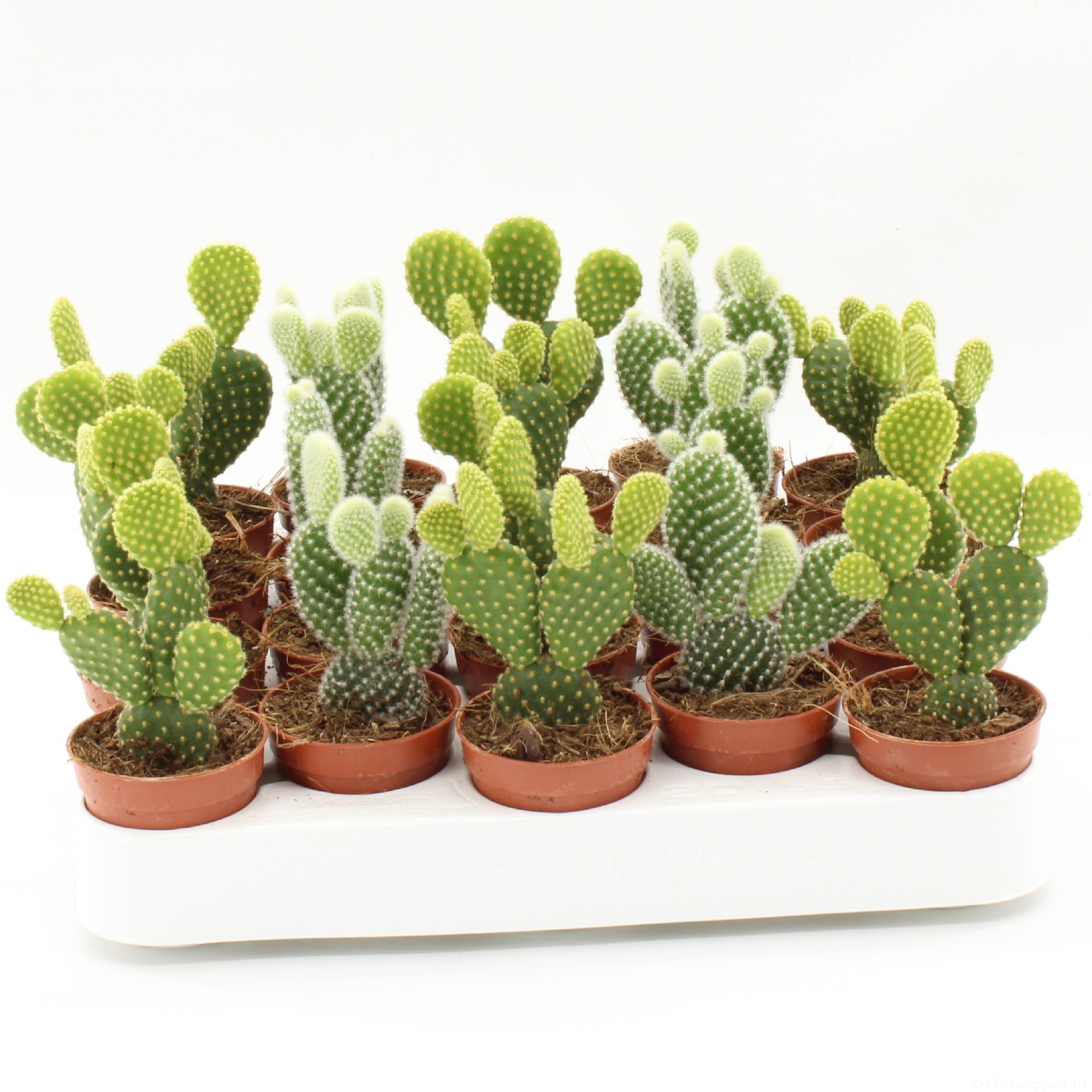 Opuntia microdasys p5.5, D 5,5