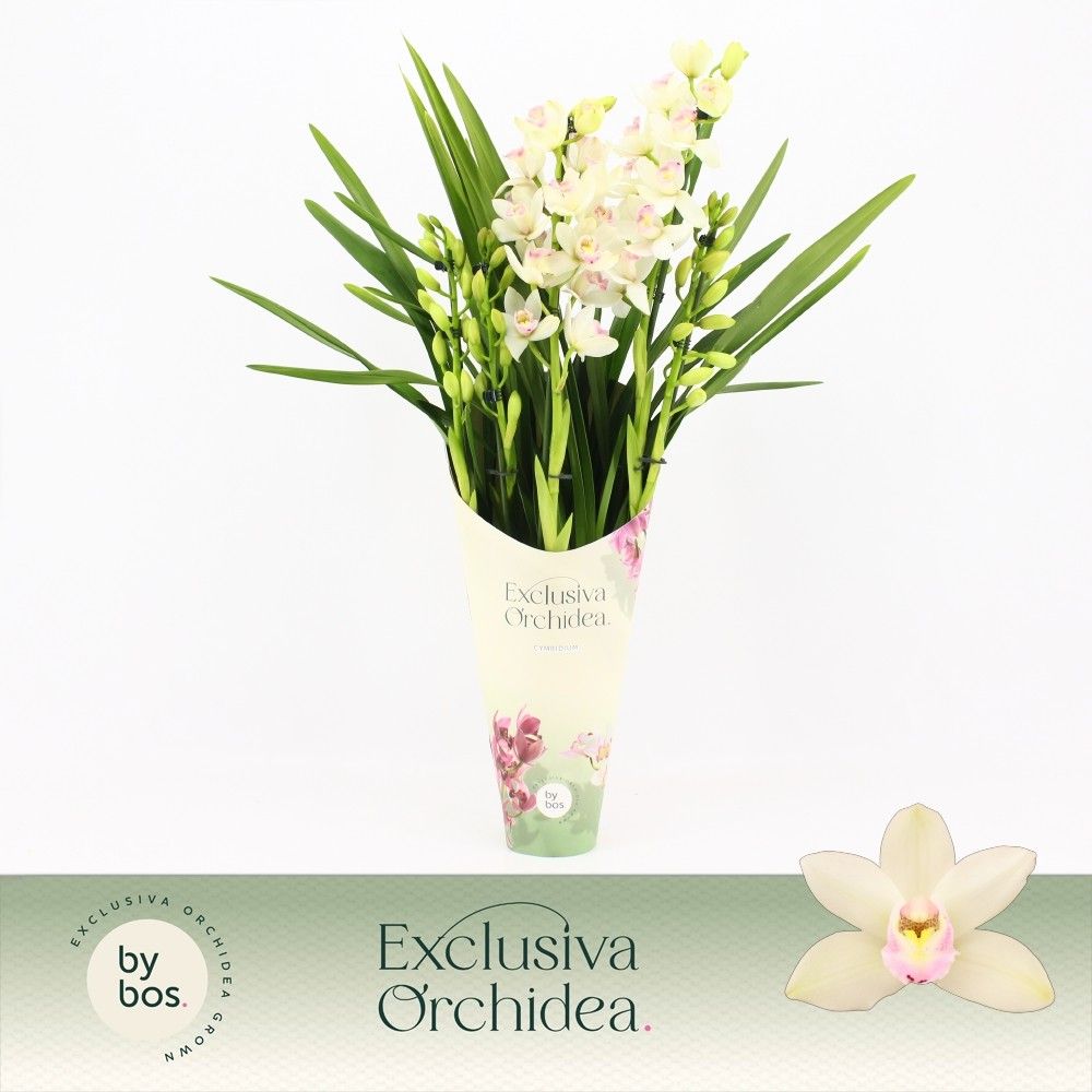 Cymbidium, Heino 5-spike 'Exclusiva Orchidea' Potcover, D 12