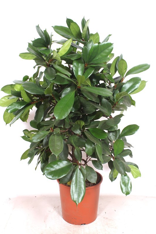 Ficus Cyathistipula, D 30