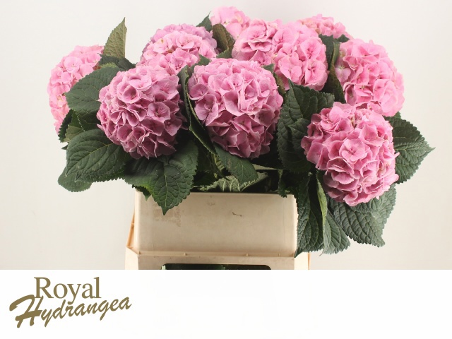 Гортензия Маргарита Пинк 80, шт.