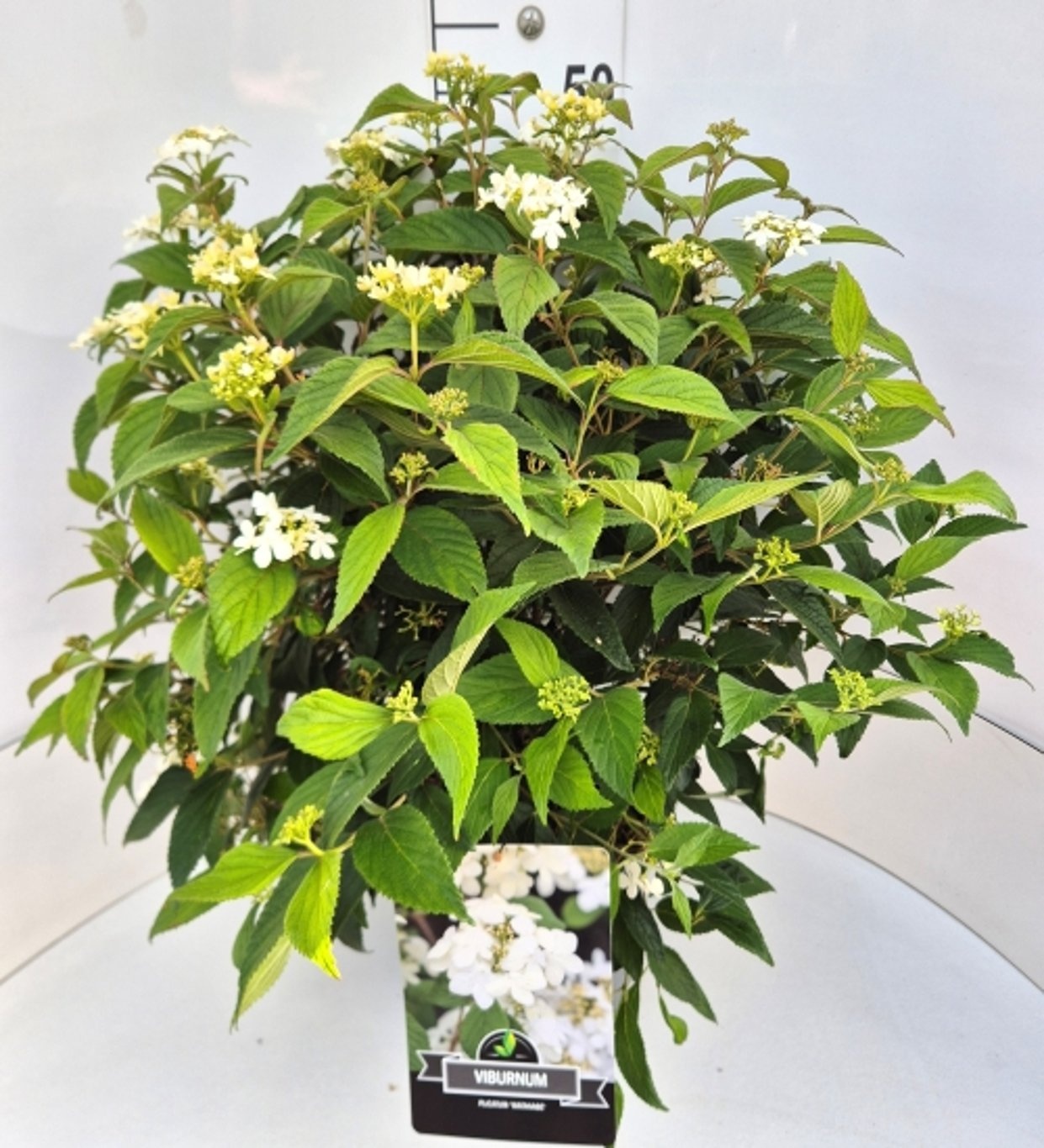 Viburnum plic. 'Watanabe', D 28