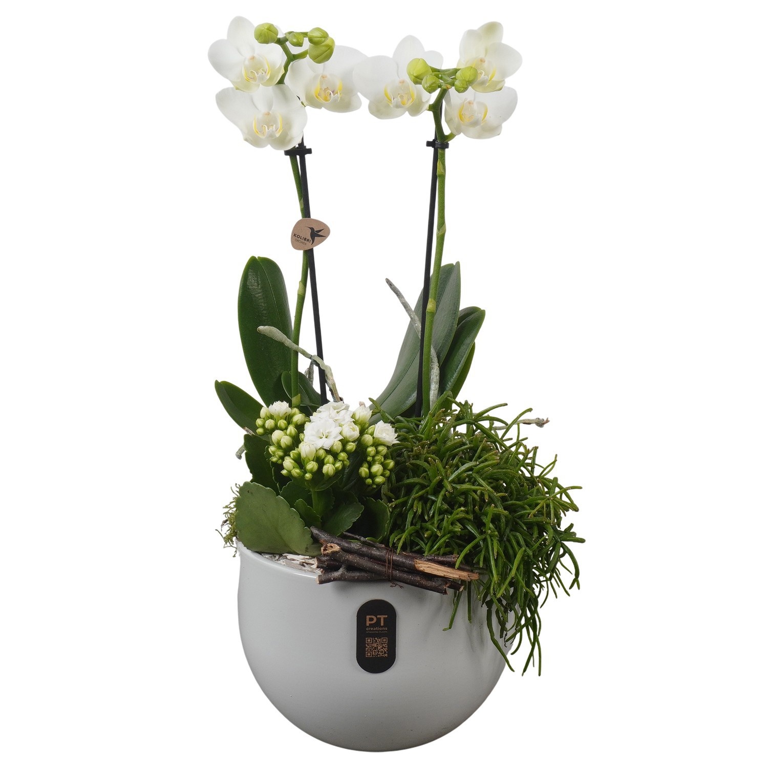 PTIB5156 Arrangement Indoor in keramiek pot, D 19