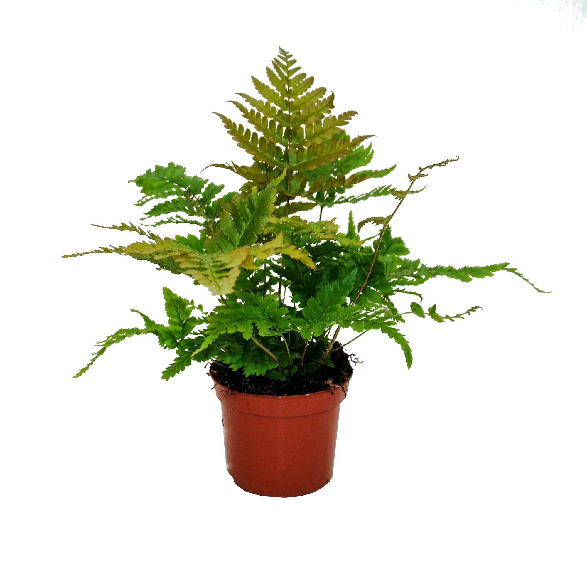 Dryopteris Erythrosora (Winterhard), D 8,5 cm