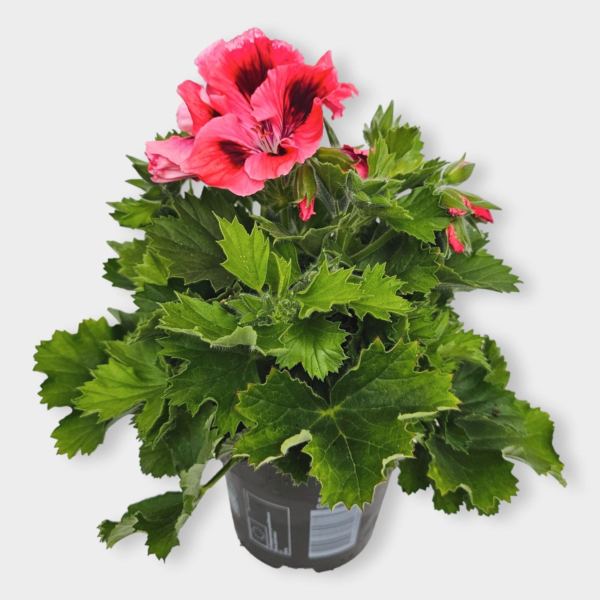 Pelargonium grand Femke, D 12
