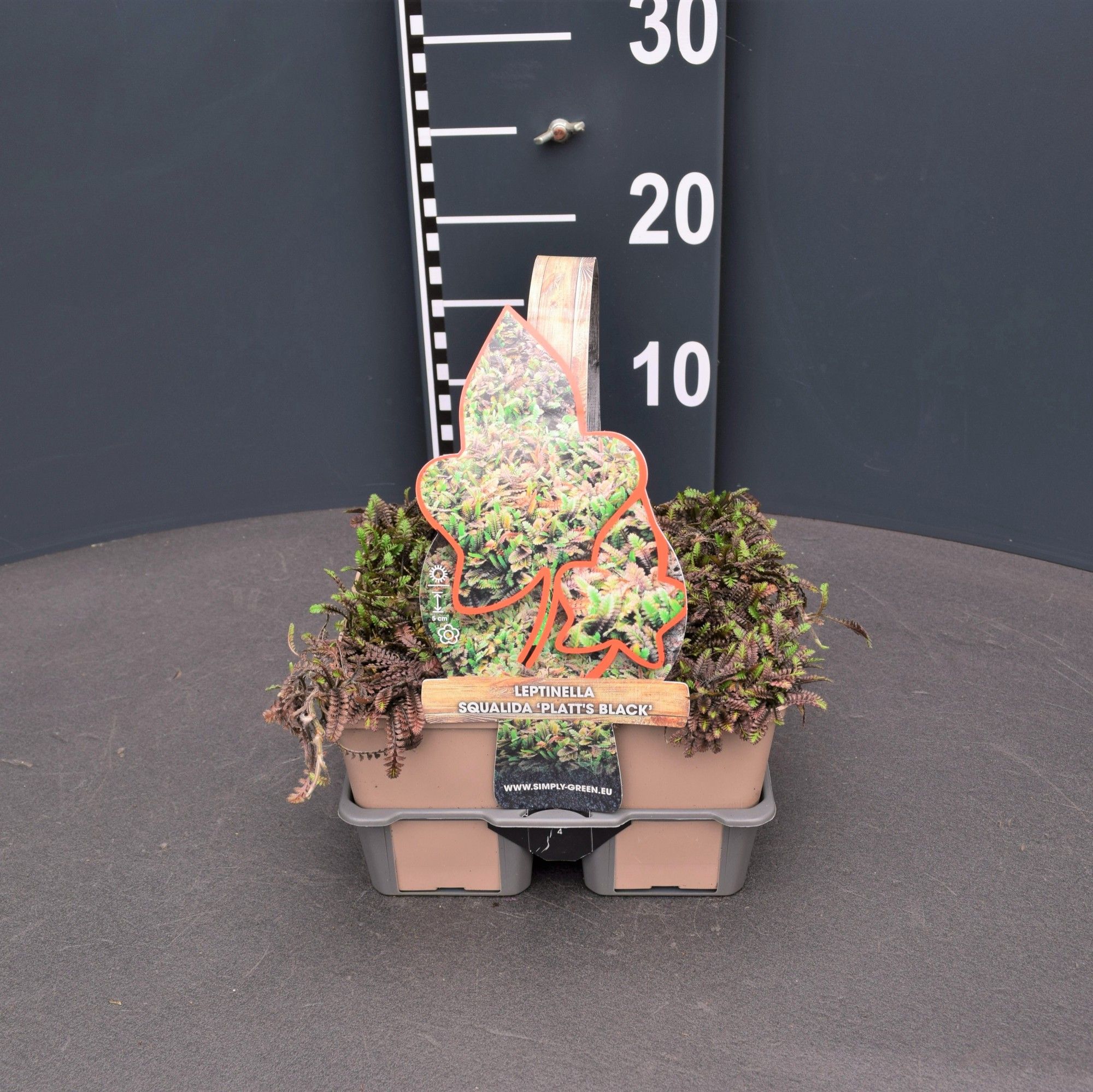 Leptinella pot. Platt's black (4-Pack), D 9 cm