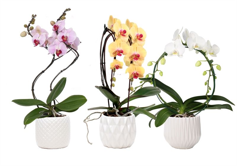 Dolomite p12 White mix Phal bijzondere vormen mix 2T12+, D 12