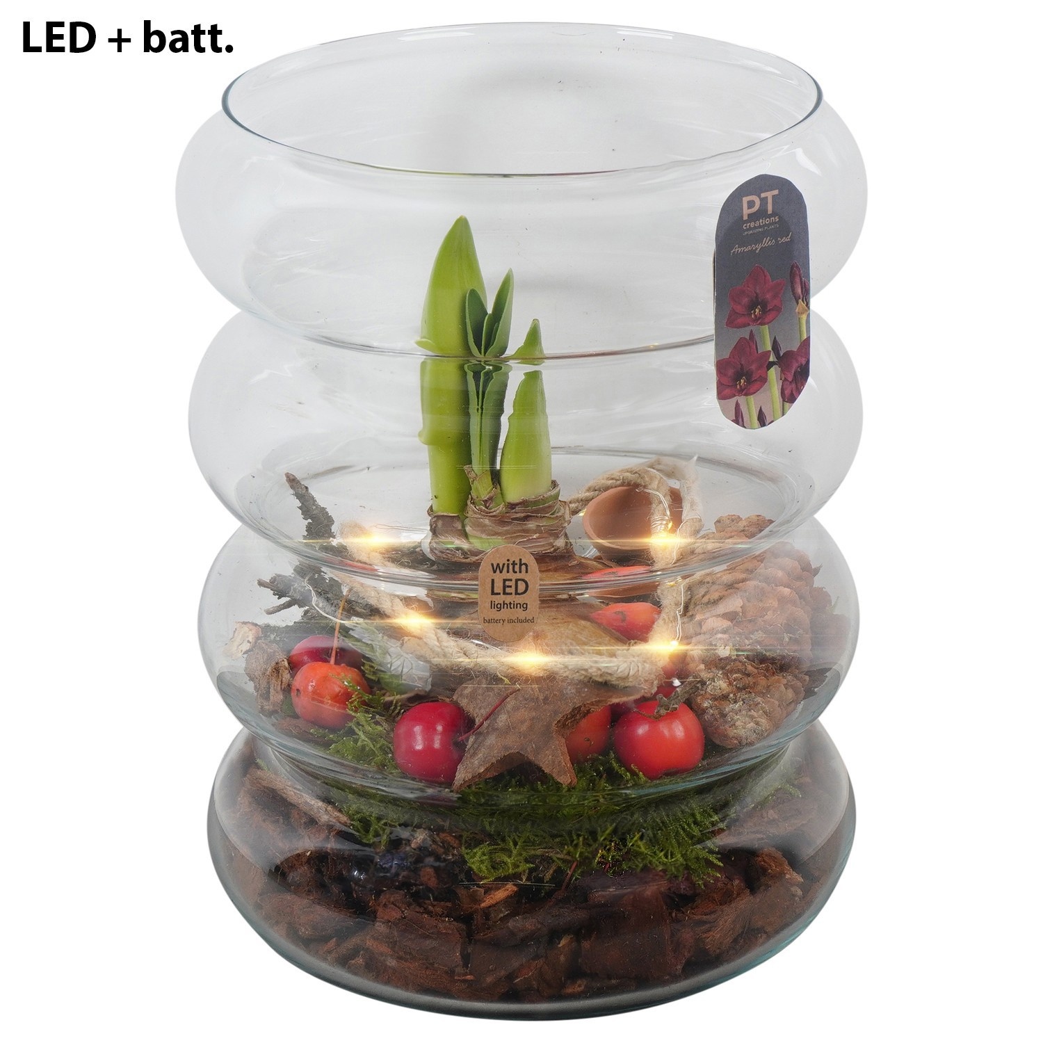 PTACH2429 Arrangement Amaryllis Christmas in glazen vaas met led, D 18