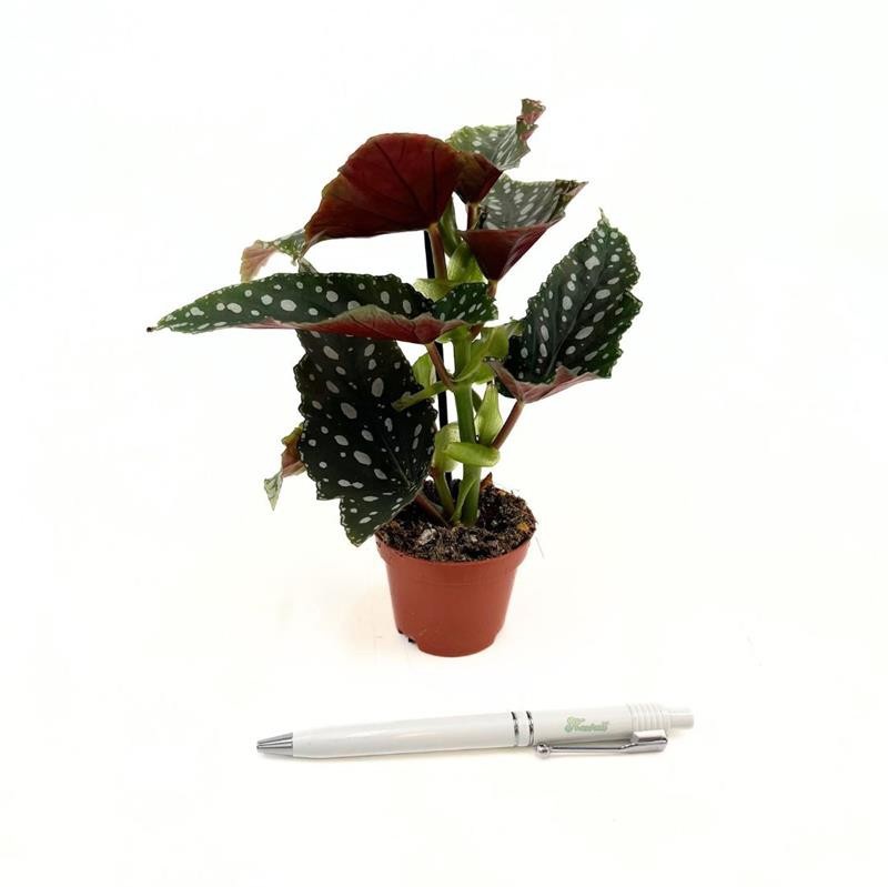 BEGONIA MACULATA 'Wing `Bubble', D 6 cm