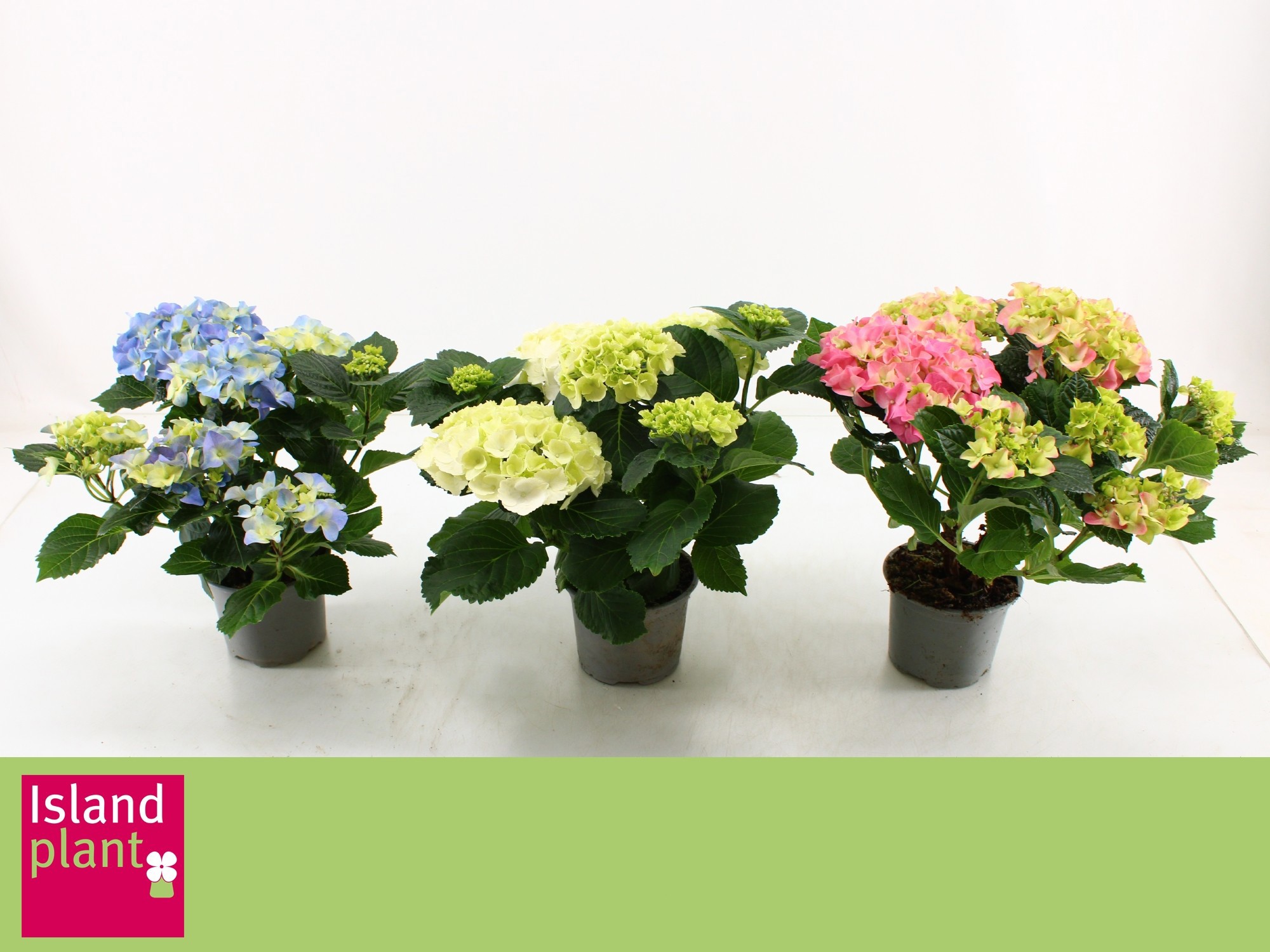 Hydrangea macr. Mix, D 13