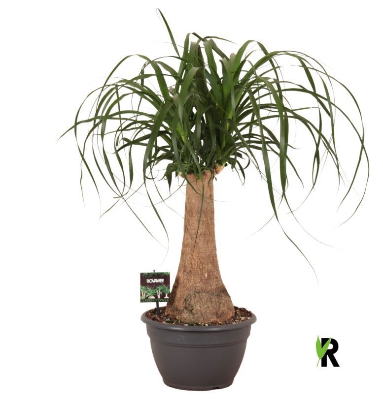 Beaucarnea rec. rechte stam, D 26