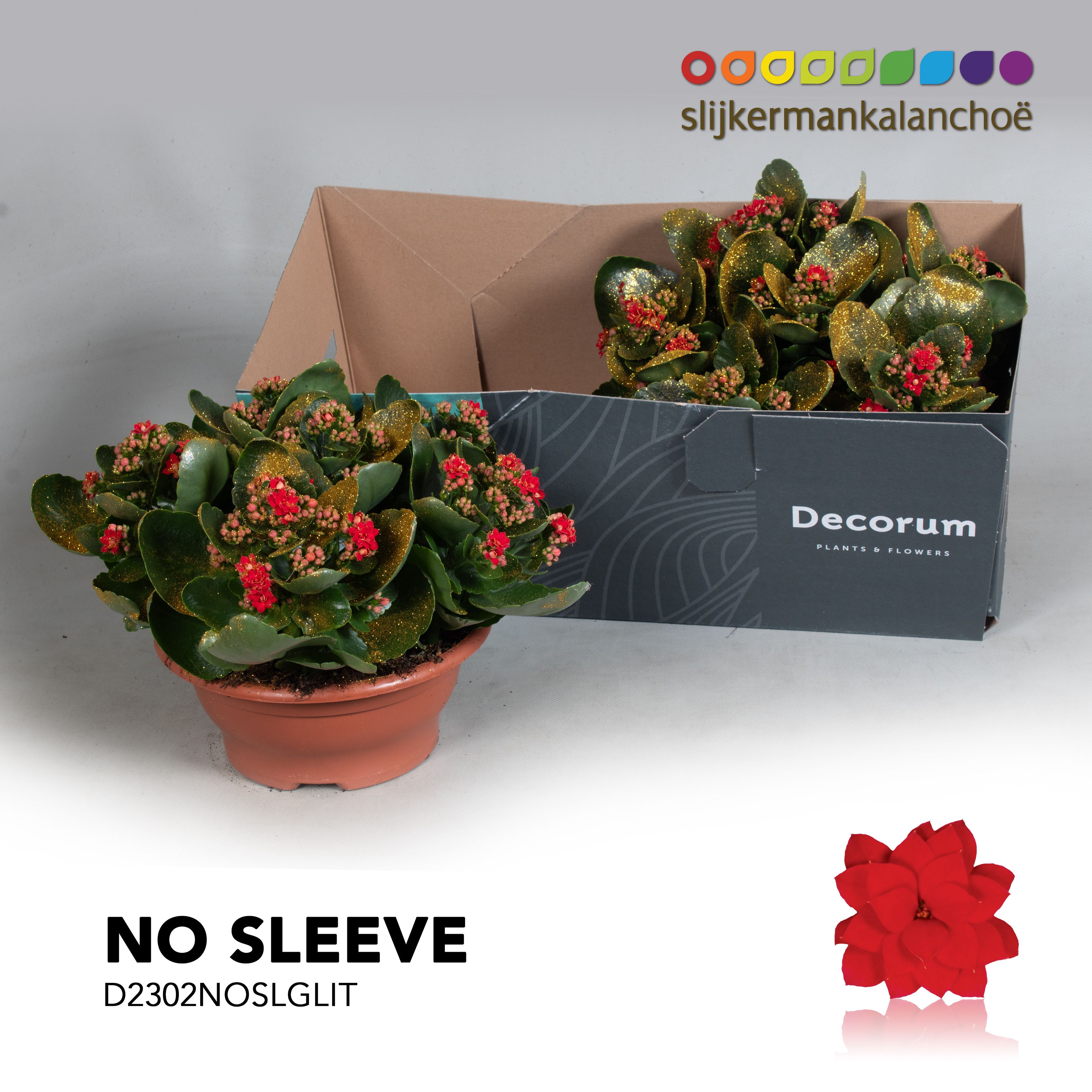Kalanchoe No Sleeve - Red with glitter - kerst, D 23 cm Kalanchoe No Sleeve - Red with glitter - kerst, D 23 cm