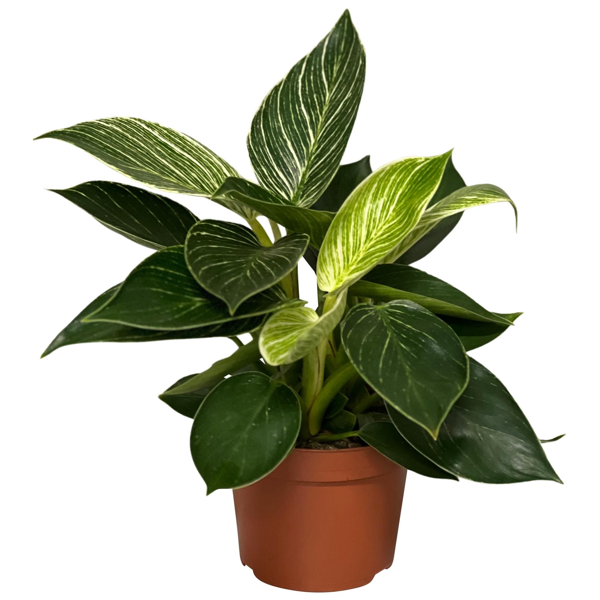 Philodendron white wave, D 12
