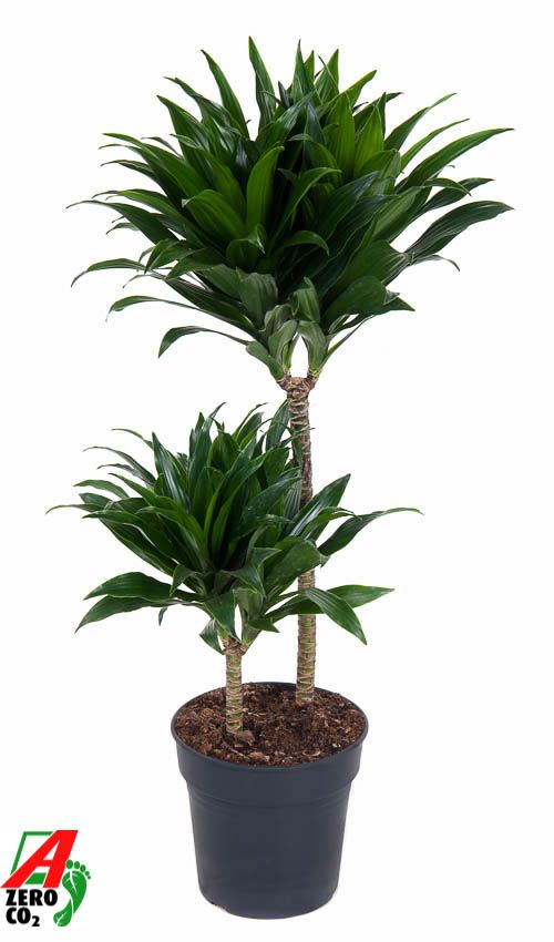 Dracaena Compacta 45-15, D 19