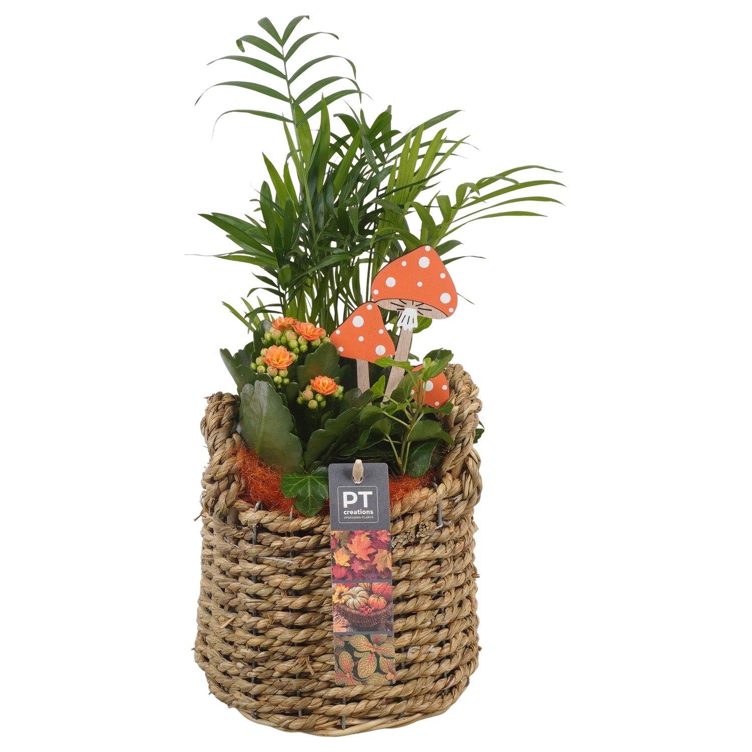 PTHI5425 Arrangement Herfst Indoor in rieten mand, D 15 cm PTHI5425 Arrangement Herfst Indoor in rieten mand, D 15 cm