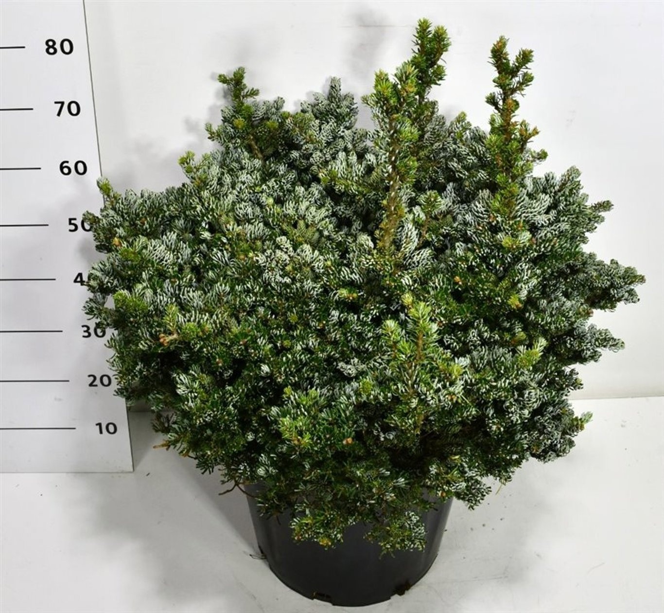 Abies k. 'Kohout's Icebreaker', D 40