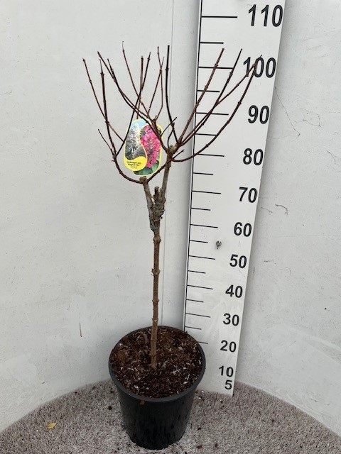 Hydrangea pan. Magical Fire 60 stam P28 C10, D 28