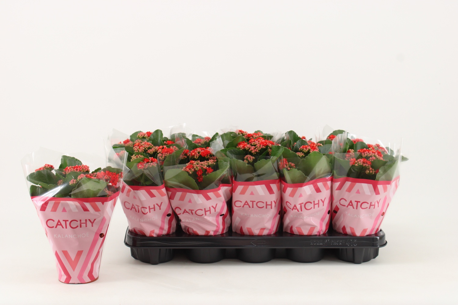 Kalanchoe Double, Catchy Season Red, D 10,5