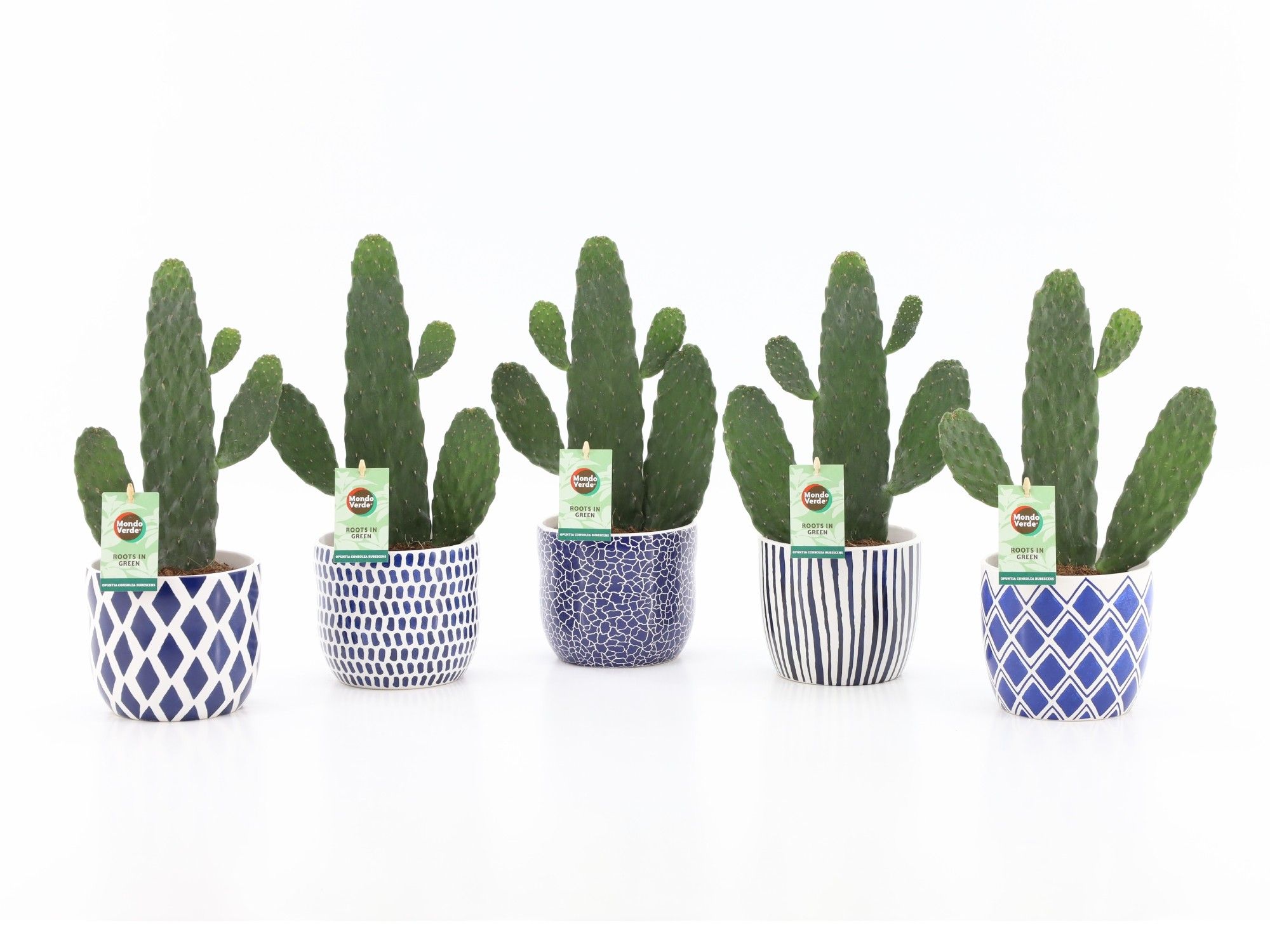 Opuntia rubescens Consolea in Delft Blue keramiek, D 13