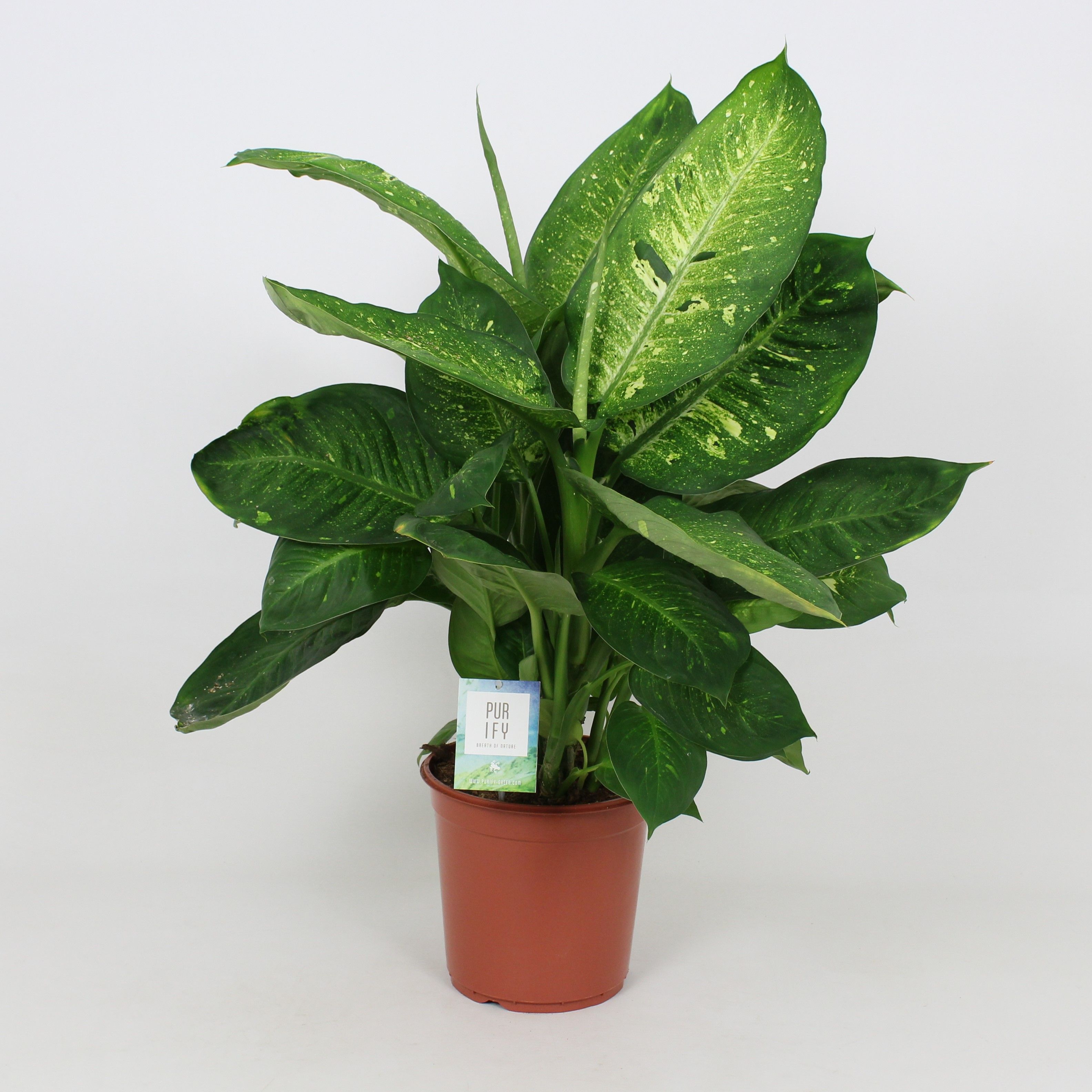 Purify Dieffenbachia Living Fantasy 24 cm, D 24