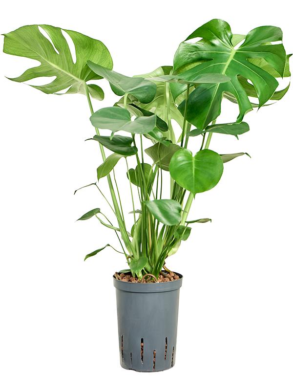 Monstera deliciosa, D 15 cm