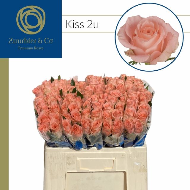 Роза од. Кисс 2Ю 50, шт.