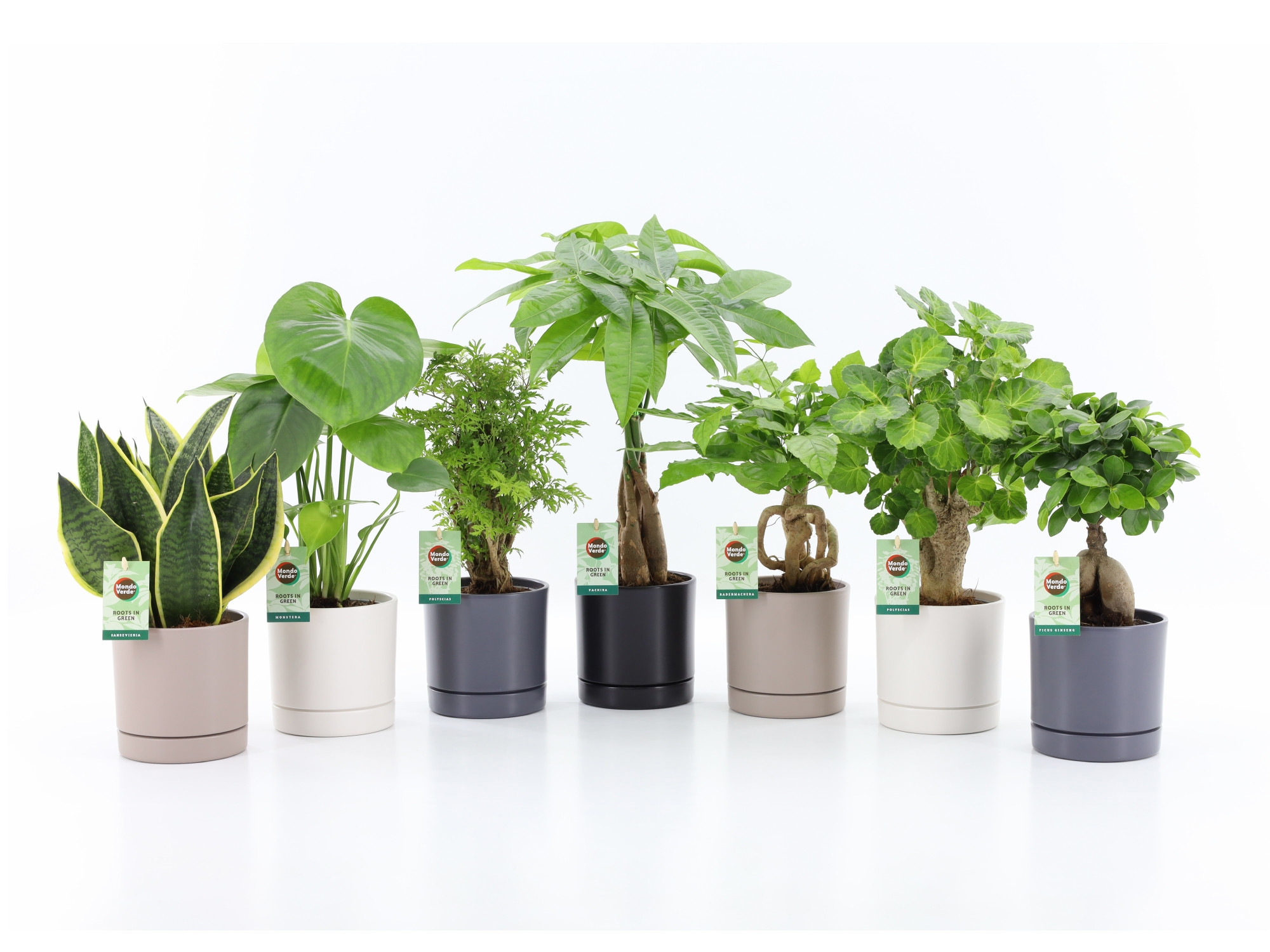 Exotic Green Mix in Hainan keramiek 4 kleuren, D 13