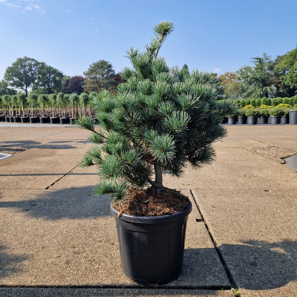 Pinus parviflora 'Negishi', D 28 cm