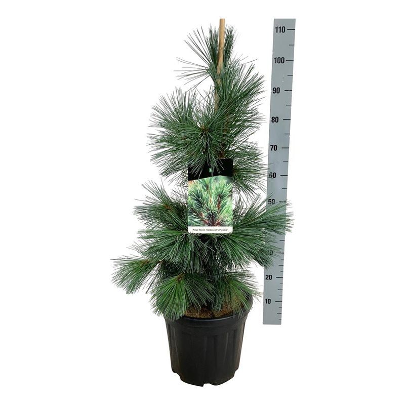 Pinus flex. 'Vanderwolf's Pyramid', D 32 cm
