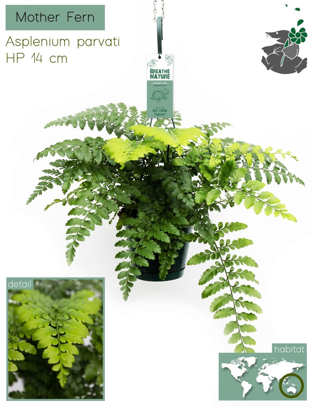 Asplenium parvati 14 cm, D 14