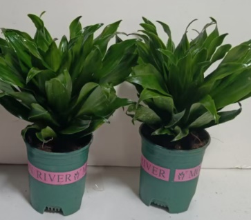 Драцена фрагранс компакта 12 30 (предзаказ)