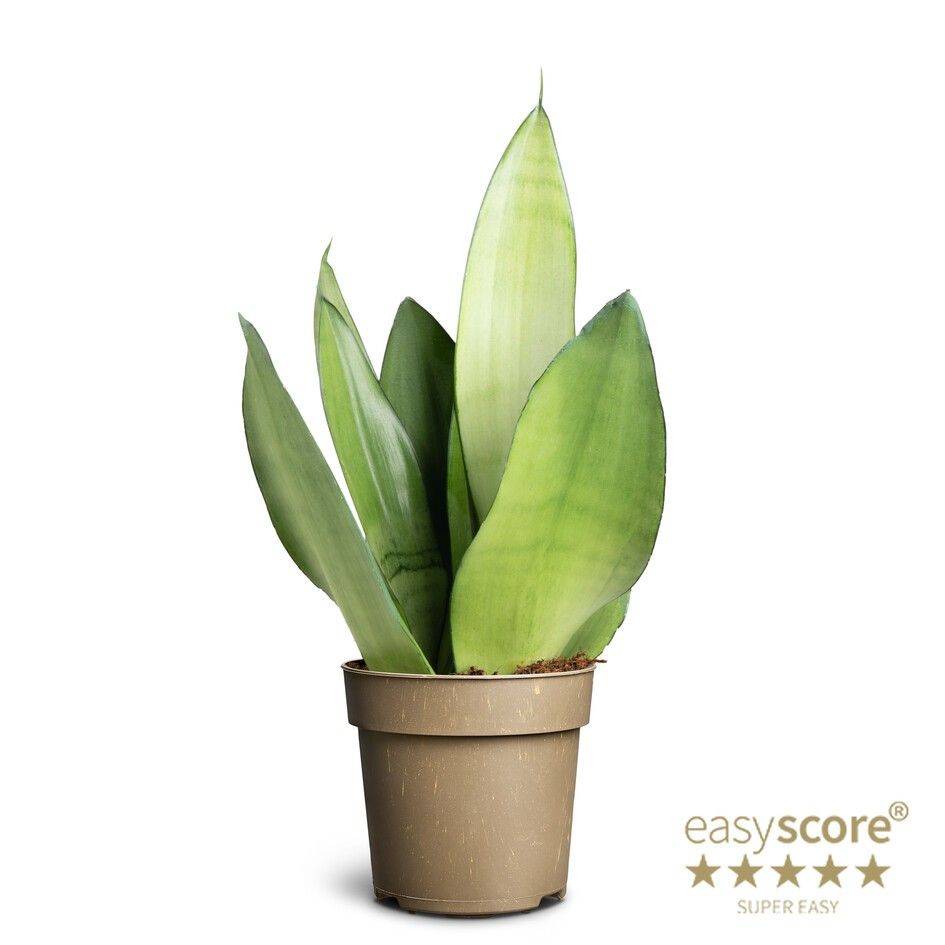 Sansevieria 'Moonshine', D 11