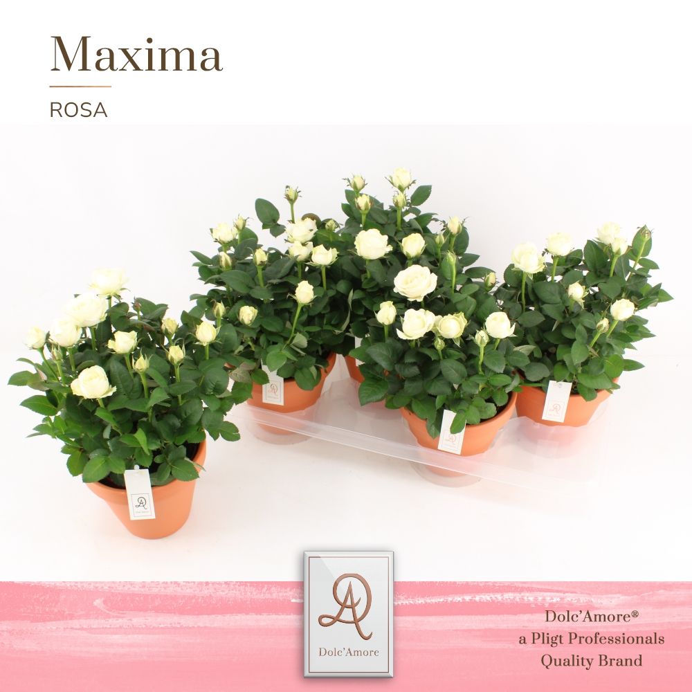 Potroos Infinity White P14 Dolc'Amore® Terracotta Keramiek, D 14