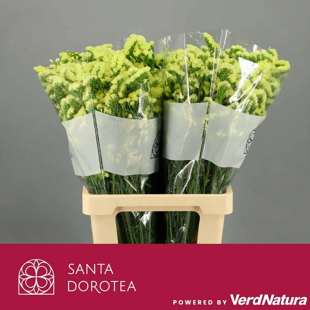 Статица Синует Макс Еллоу 70, шт.