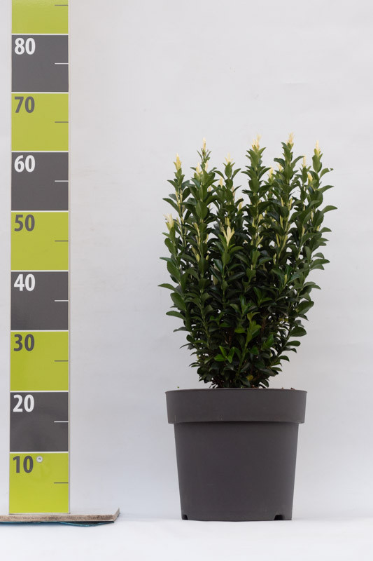 Euonymus japonica 'Paloma Blanca' C 7, D 27