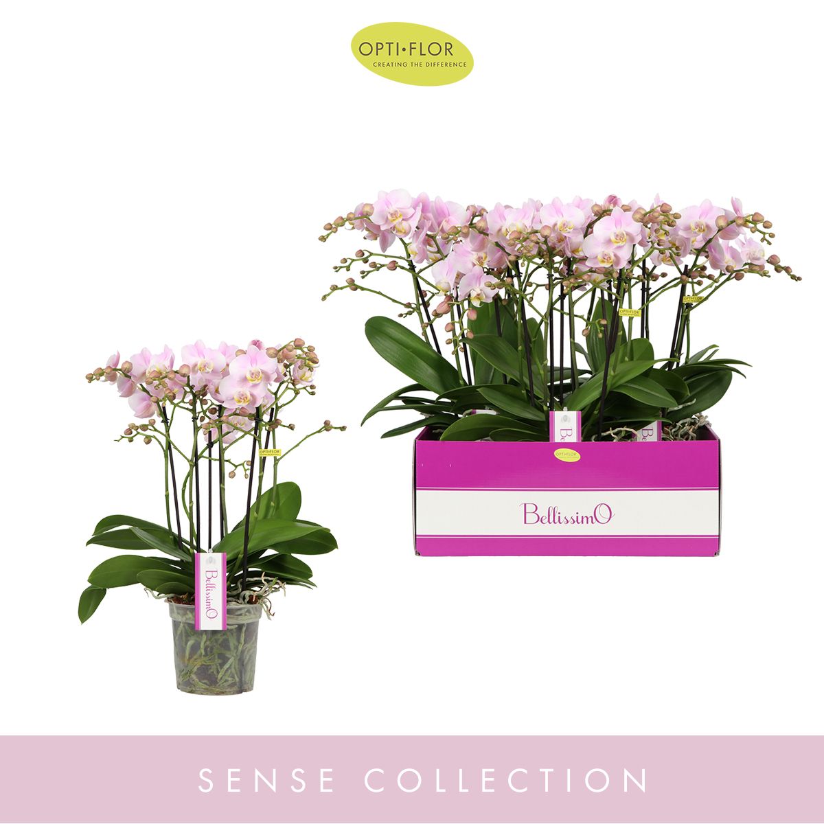 Bellissimo Adora, D 15 cm