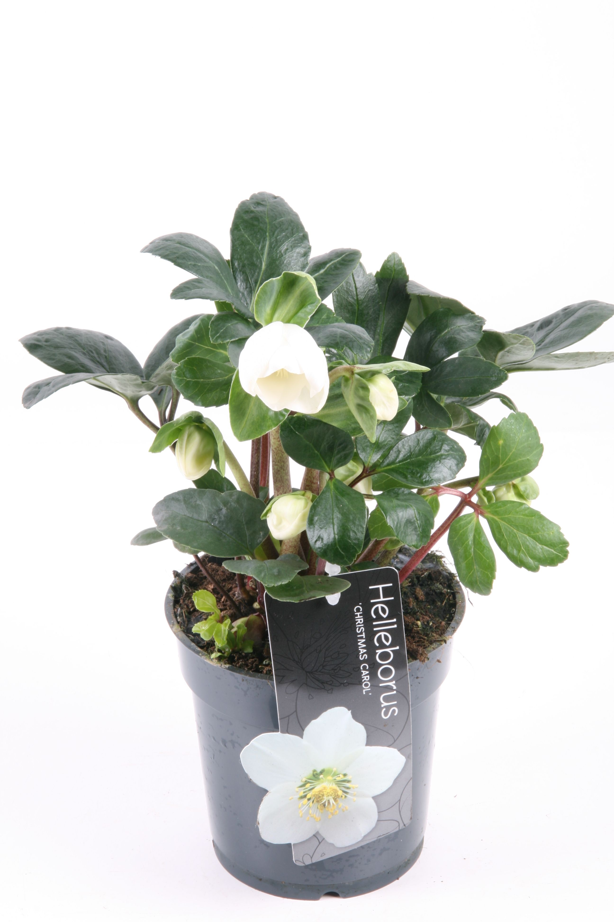 344 : P15 Helleborus niger Christmas Carol, D 15 cm 344 : P15 Helleborus niger Christmas Carol, D 15 cm