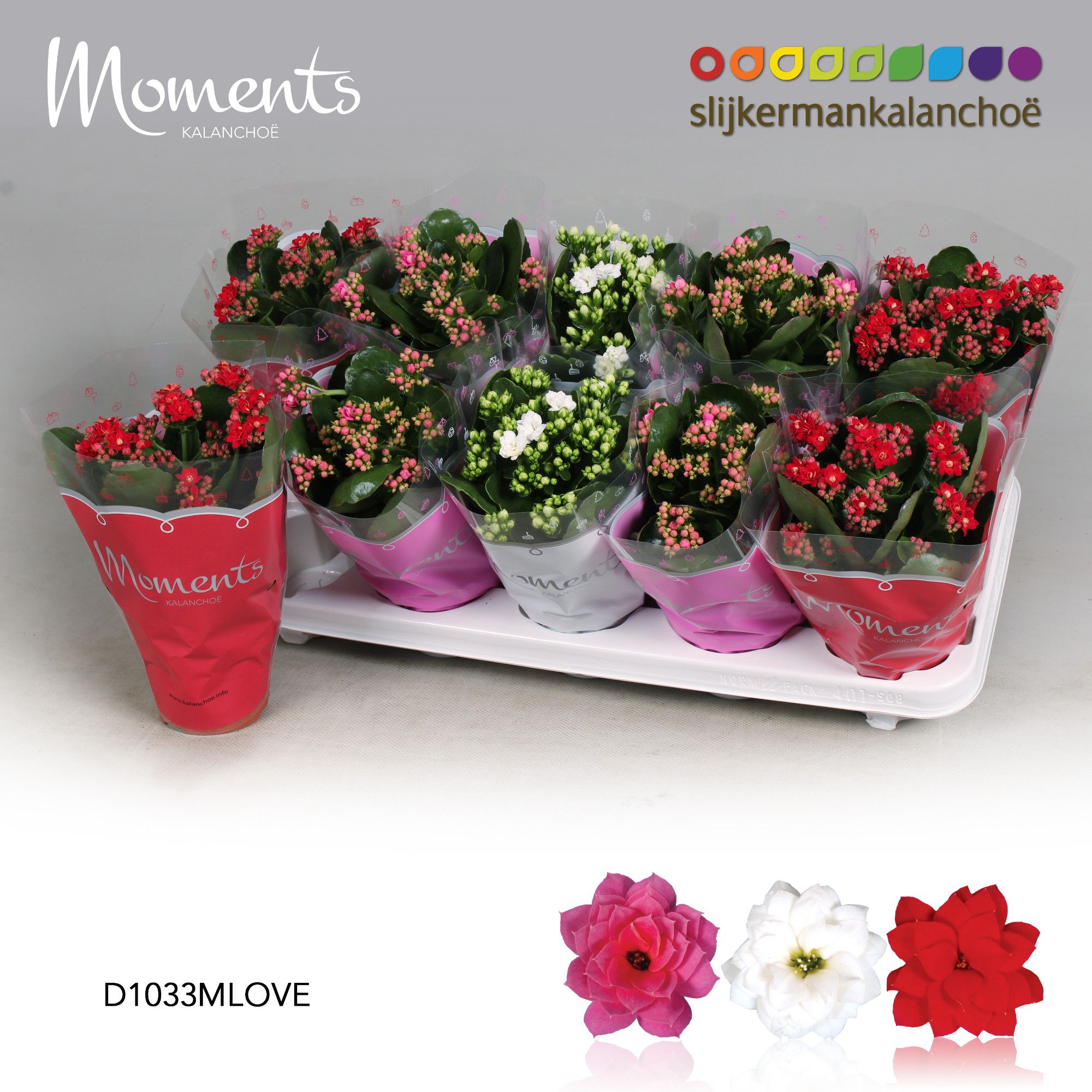 Kalanchoe Moments - LOVE Moments, D 10,5