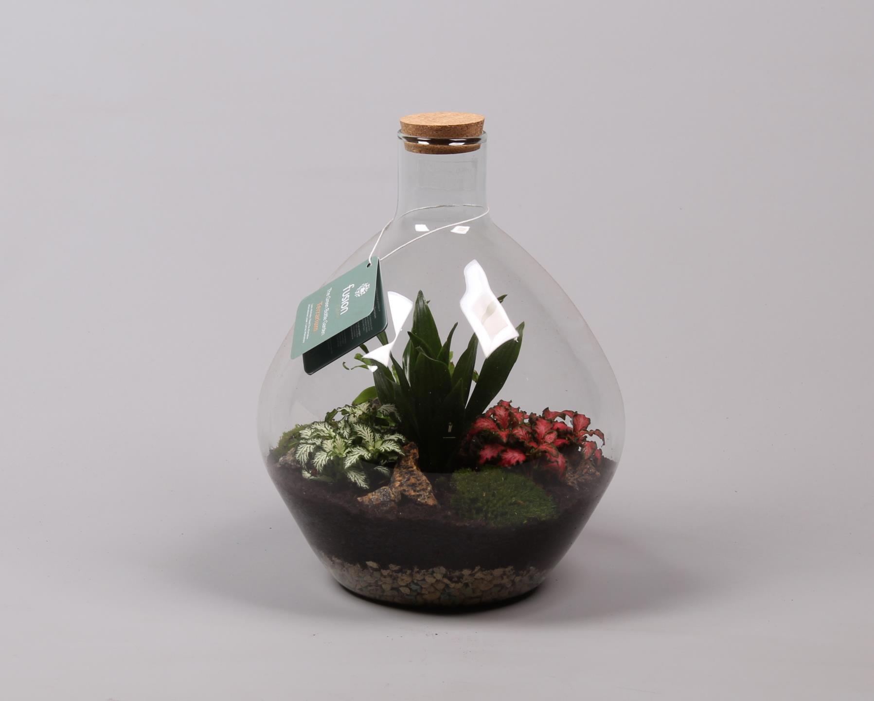 Glas Terrarium glas met kurk en Arrangement D26 H33, D 26