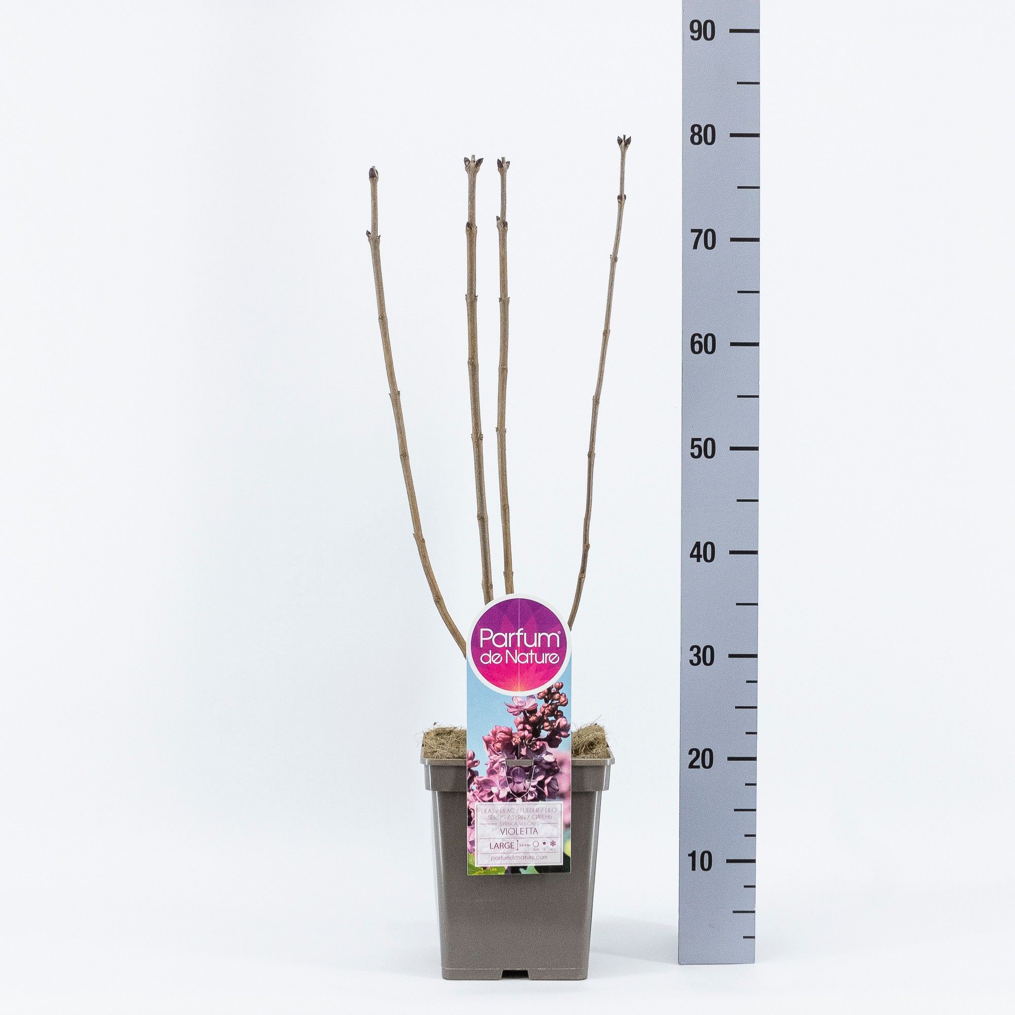 Syringa vul. Violetta, C5, D 23