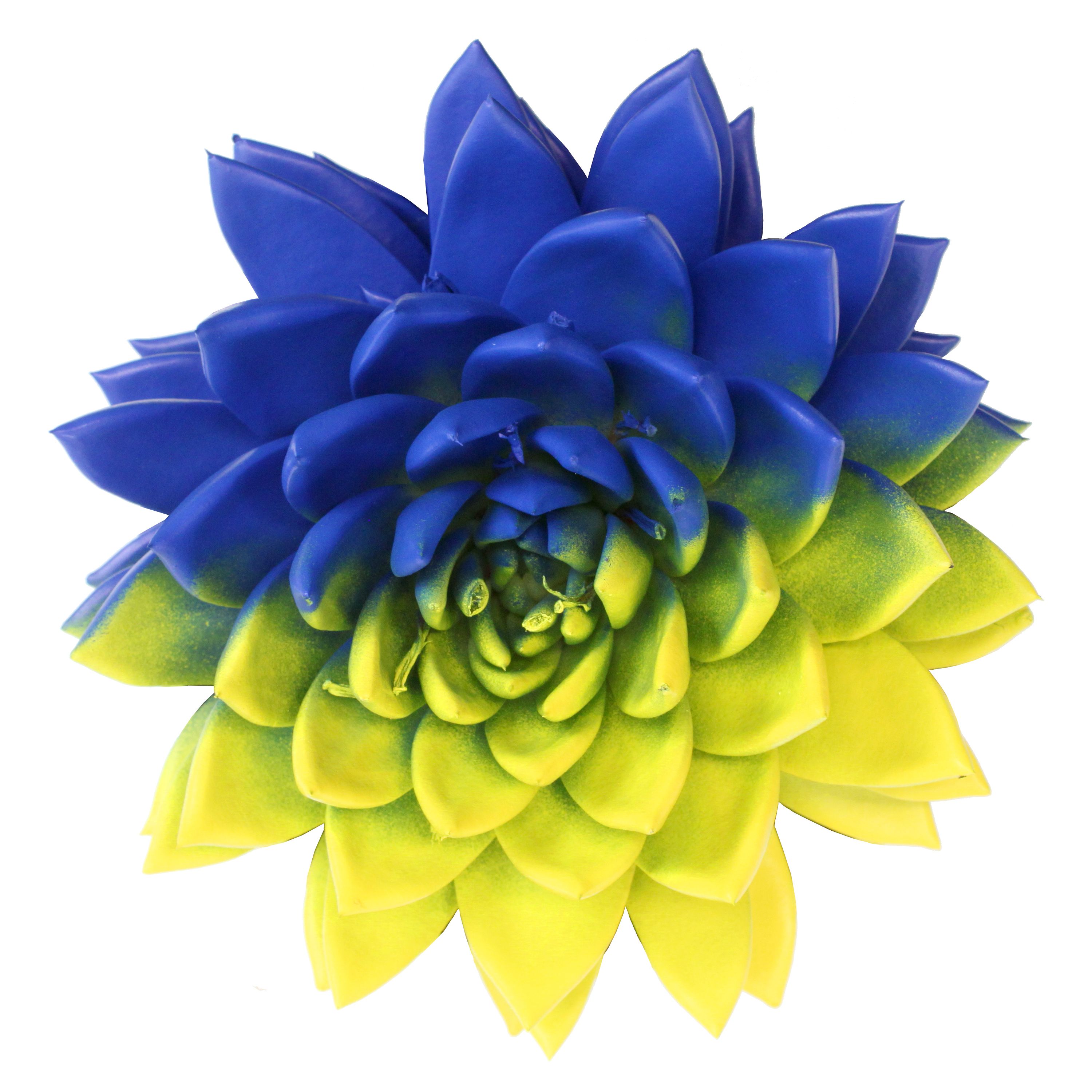 Miranda coloured flag Ukraine, D 10,5