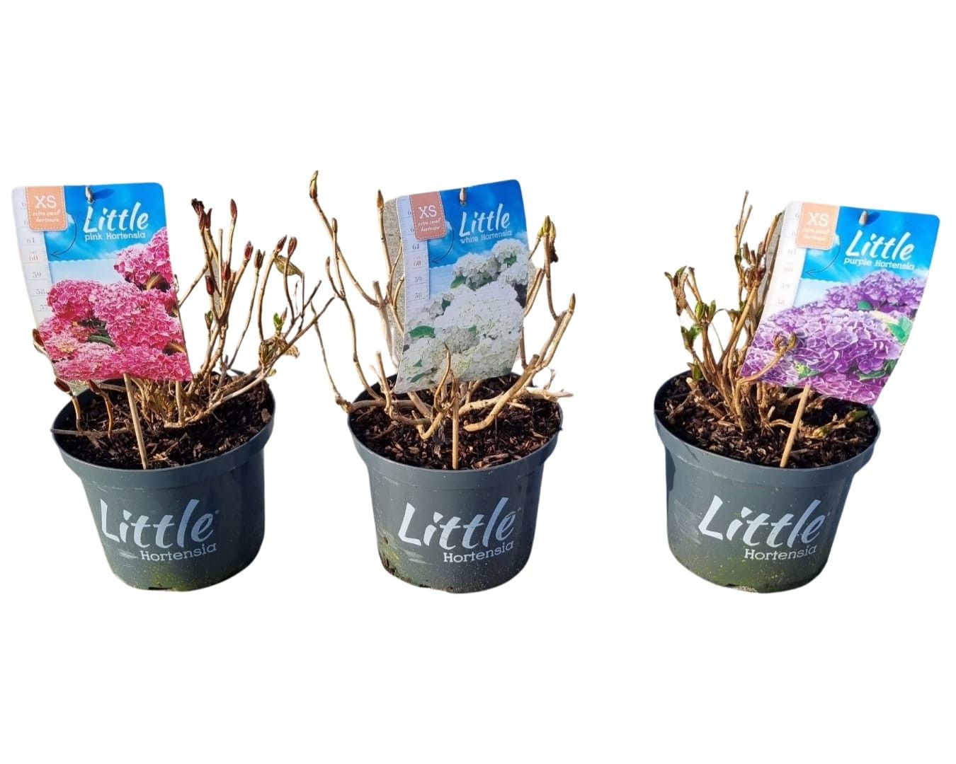 Hydrangea macr. 'Little XS Mix', D 23